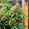 Green Crack Auto (Fast Buds) Cannabis-Samen