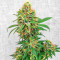 I'm Alive feminisierte Samen (AlphaFem Seeds)