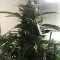King’s Kush Auto CBD (GHS) Cannabis-Samen