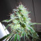 Kukulkán (Pyramid Seeds) Cannabis-Samen