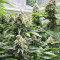 OG's Kush (BlimBurn Seeds) Cannabis-Samen