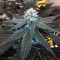 Purple Punch Cookies feminisierte Samen (Original Sensible Seeds)