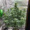 Bruce Banner #3 Auto Cannabis-Samen Kaufen