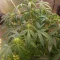 Tangie'matic Auto (Fast Buds) Cannabis-Samen zu verkaufen