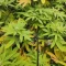 Kaufe Grandmommy Purple Samen feminisiert von Herbies Seeds