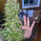 Cream Mandarine XL Auto (Sweet Seeds) Cannabis-Samen