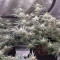 Super Skunk (Seedstockers) Cannabis-Samen zu verkaufen