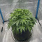 Kaufe Original Cinderella Auto Samen feminisiert von Fast Buds
