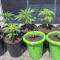 Green Crack Cannabis-Samen Kaufen