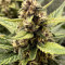 Gorilla Punch Auto Cannabis-Samen Kaufen