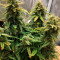 Green Crack Auto (Fast Buds) Cannabis-Samen zu verkaufen