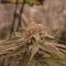 Banana Punch Cannabis-Samen Kaufen