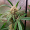 CBD Northern Lights (Seedstockers) Cannabis-Samen