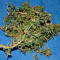 Kaufe Runtz XL Auto Samen feminisiert von Sweet Seeds