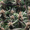 Desfrán (Dutch Passion) Cannabis-Samen zu verkaufen