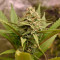 Girl Scout Cookies Autoflower (Seedstockers) Cannabis-Samen zu verkaufen