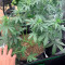 Kaufe Strawberry Cheesecake Auto Samen feminisiert von Barney's Farm