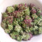 GH Cheese Cannabis-Samen Kaufen