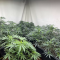 Kaufe Mimosa x Orange Punch Samen feminisiert von Barney's Farm
