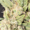 Auto Orange Bud Cannabis-Samen Kaufen