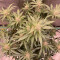 Apricot Auto Cannabis-Samen Kaufen
