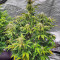 Scarlet Skunk Autoflower feminisierte Samen (EGS)