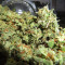 Acapulco Gold feminisiertes Saatgut (Barney's Farm)