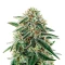 Arjan's Strawberry Haze (GHS) Cannabis-Samen