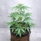 Auto Anonymass (Critical Mass Collective Seeds) Cannabis-Samen