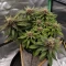 Auto Red Tropicana Cookies (Dutch Passion)