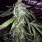 Blue Dream (BlimBurn Seeds) Cannabis-Samen