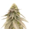 Cherry Gar-see-yaa feminisierte Samen (Ethos Genetics)