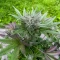Crème De la Chem Auto (Mephisto Genetics) Cannabis-Samen