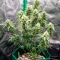 Diesel Matic Auto (Blackskull Seeds) Cannabis-Samen