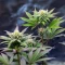 G.S. Cookies feminisierte Samen (Humboldt Seed Company)