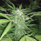 Golosa (Delicious Seeds) Cannabis-Samen