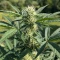 Grimm Glue (Brothers Grimm Seeds)