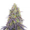 Hawaiian Snow (GHS) Cannabis-Samen