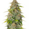 Ice Cream Cake Fast Flowering Samen feminisiert (Humboldt Seeds Organization)