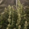 Mango Cherry Runtz Auto (Fast Buds)