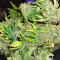 Original Auto Sour Diesel (Fast Buds) Cannabis-Samen