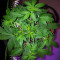 Trippy Gorilla Autoflowering (Big Head Seeds) Cannabis-Samen