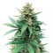 Tutankhamon (King Tut) feminisierte Samen (Pyramid Seeds)