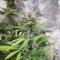 White Widow x White Fire OG Autoflower feminisierte Samen (Seedkeepers)