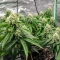Widow 2004 regular (De Sjamaan Seeds) Cannabis-Samen