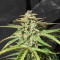 Wedding Cake (Cali Buds Seeds) Cannabis-Samen