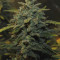 Original Auto Chemdawg (Fast Buds) Cannabis-Samen