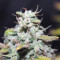 Amnesia Auto (Kera Seeds) Cannabis-Samen