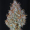 Amnesia Haze Automatic (RQS) Cannabis-Samen