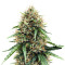Atomic (Bomb Seeds) Cannabis-Samen